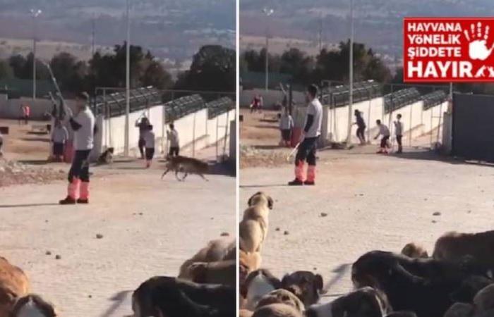 Atrocities in Konya: They are killing the dogs in the shelter with a shovel!