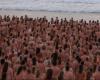 Beach nude dating for cancer awareness in Australia